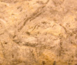 unknown graptolite
