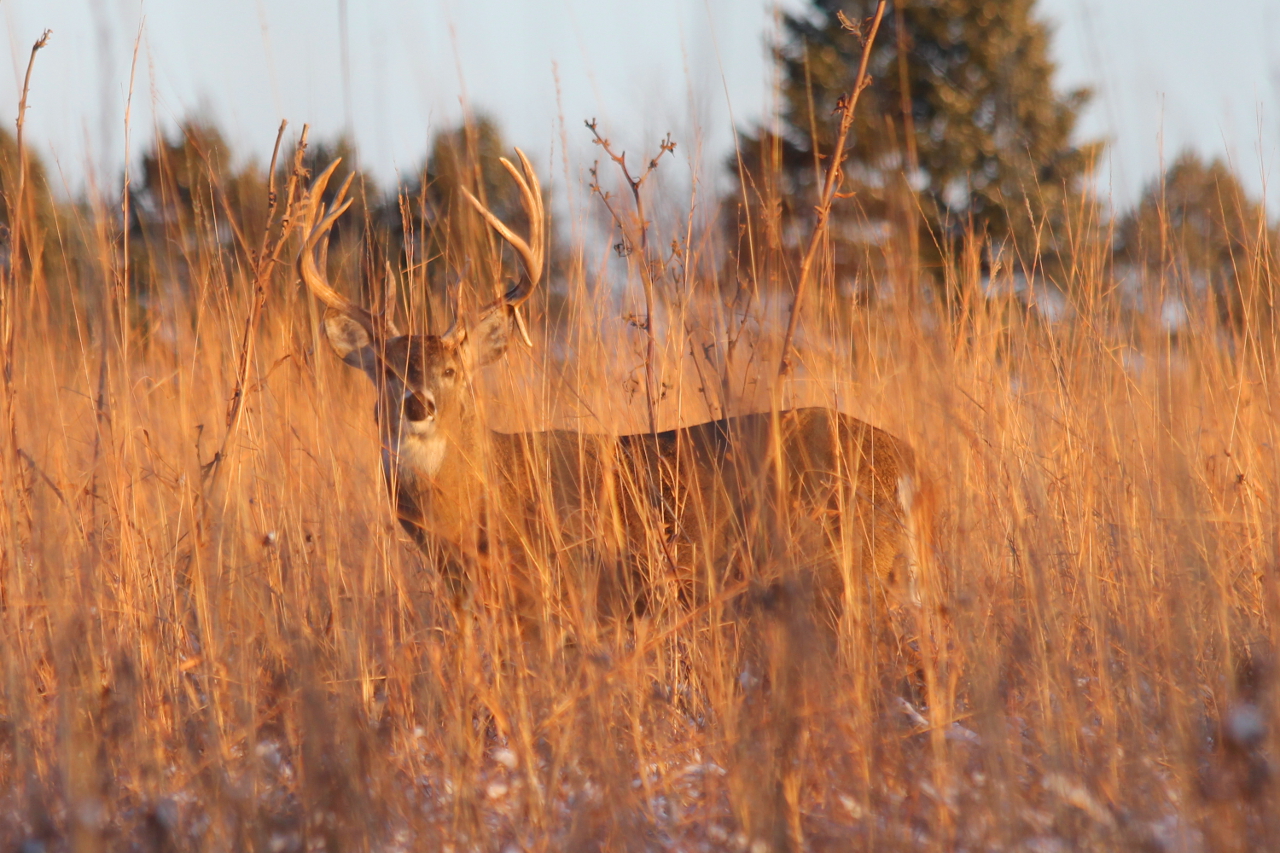 12 Point Buck at Sunset