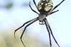 Black and yellow garden spider (Argiope aurantia) taken with macro lens