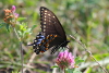 Black swallowtail on a clover flower taken with telephoto lens