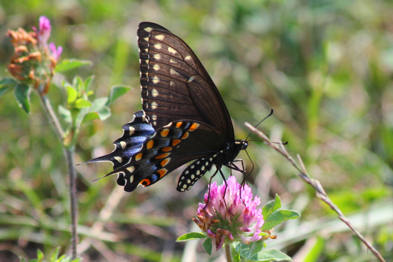 Black Swallowtail on Clover