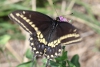 Black swallowtail butterfly investigating clover taken with macro lens