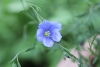 Bluew flax flower taken with macro lens