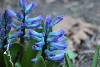 blue hyacinth with macro lens
