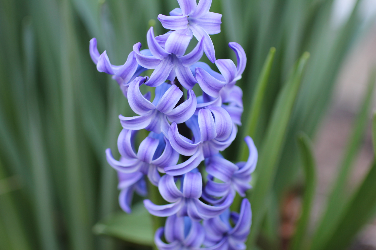 Blue Hyacinth at Peak Bloom