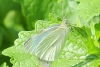 Cabbage white butterfly taken with telephoto lens