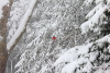 Cardinal in a snowstorm