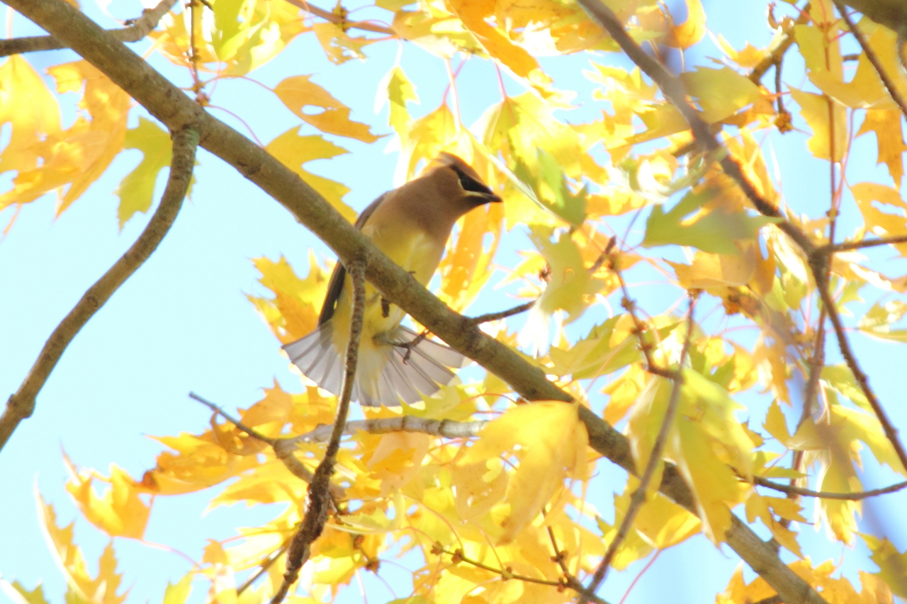 Cedar Waxwing with a Fanned Tail