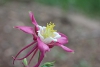 Columbine flower taken with macro lens