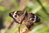 Common buckeye butterfly taken with macro lens