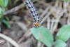 Common buckeye caterpillar taken with macro lens