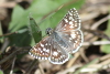 Common checkered skipper butterfly taken with telephoto lens