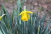 yellow daffodil with macro lens