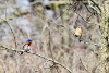 Pair of Eastern Bluebirds
