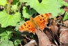 Eastern comma butterfly taken with telephoto lens