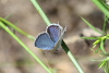 Dorsal side of an Eastern tailed blue butterfly taken with telephoto lens