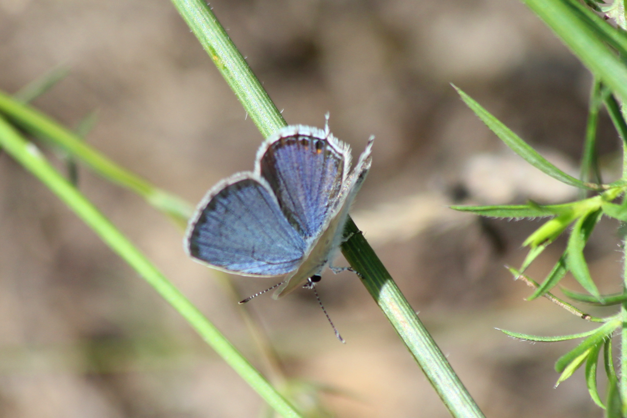 Dorsal side of an Eastern Tailed Blue Butterfly Butterfly