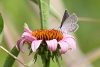 Eastern tailed blue butterfly on coneflower taken with telephoto lens