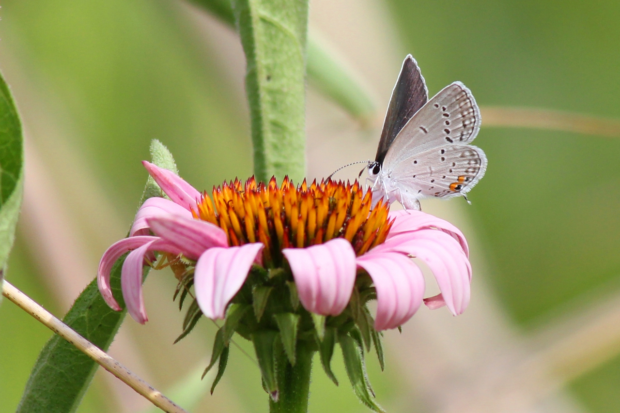 Eastern Tailed Blue on Coneflower