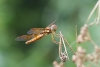 Female eastern amberwing dragonfly taken with macro lens