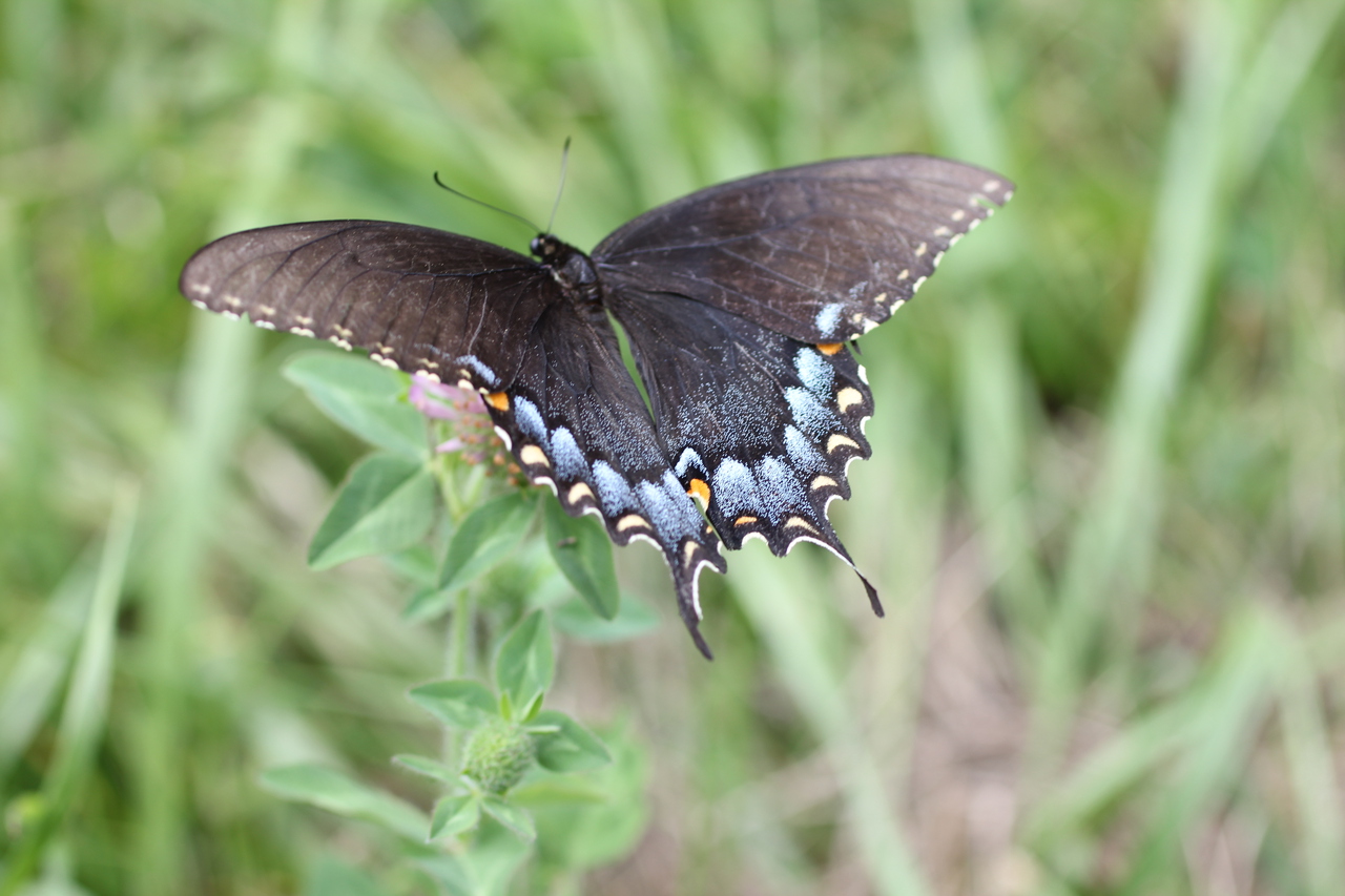 Female Eastern Tiger Swallowtail Butterfly Wings