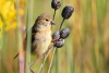 Female goldfinch taken with telephoto lens