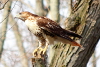 Gazing Red Tailed Hawk