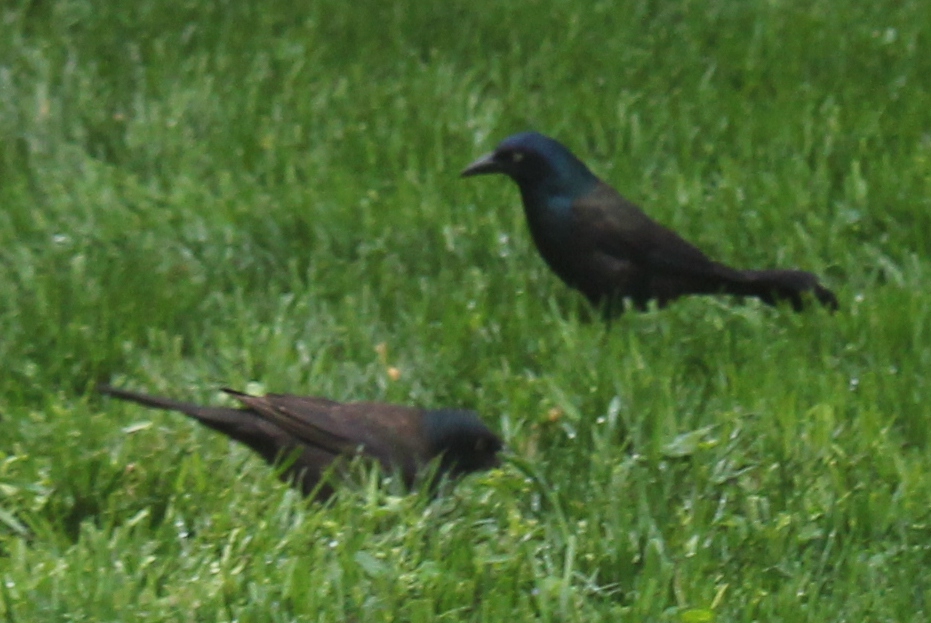 Grackles from the Back Window