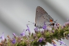 Gray hairstreak butterfly taken with macro lens