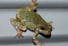Gray tree frog taken with macro lens