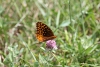 Great Spangled Fritillary butterfly taken with macro lens