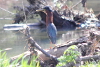 Green Heron with a Mohawk