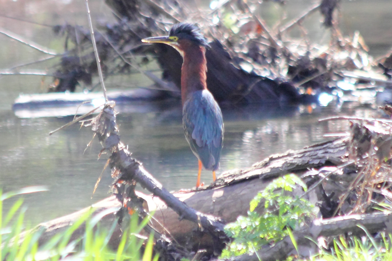 Green Heron with a Mohawk