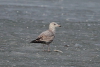 Juvenile Herring Gull