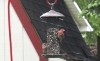 House finches taken with macro lens