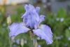 Iris flower taken with macro lens