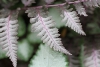 Japanese painted fern against a bed of Lamium taken with macro lens