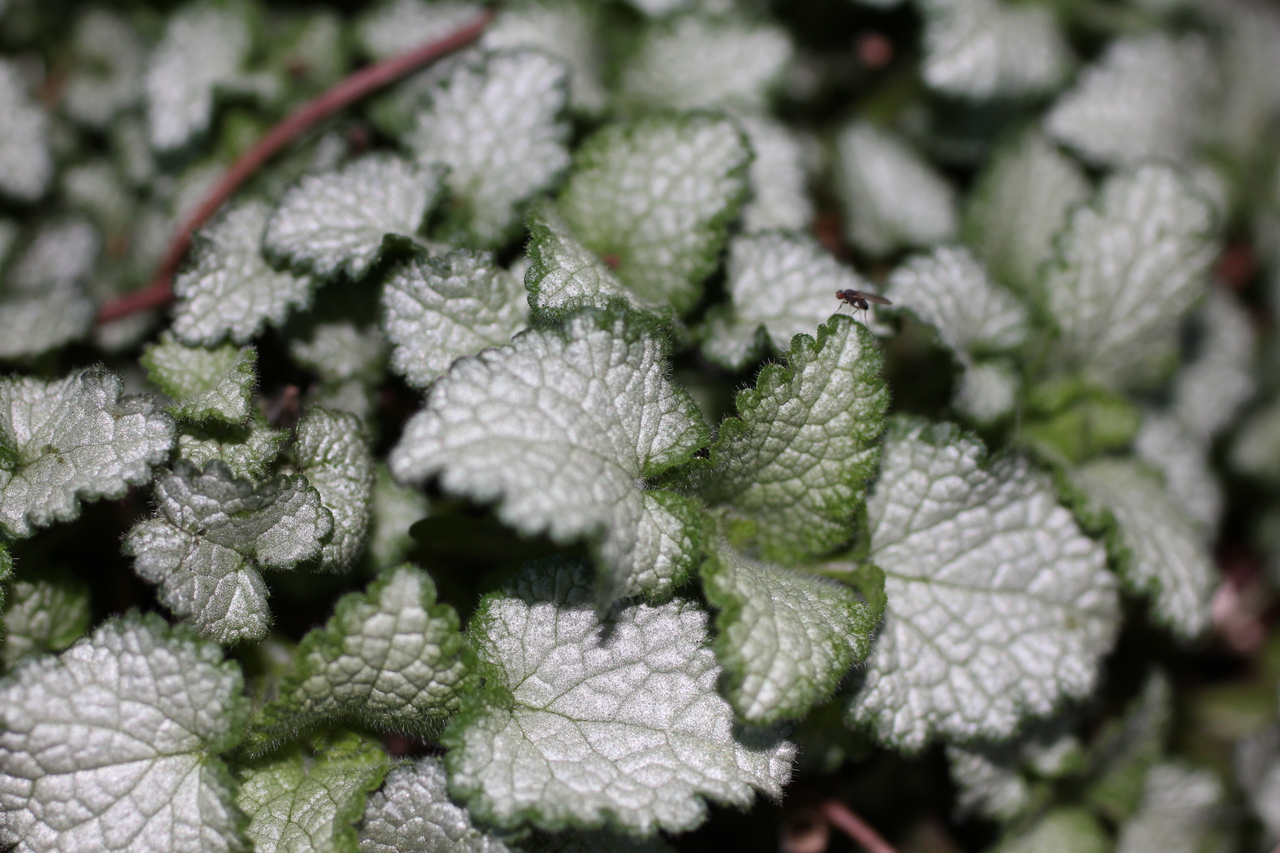Patch of Lamium with Fly
