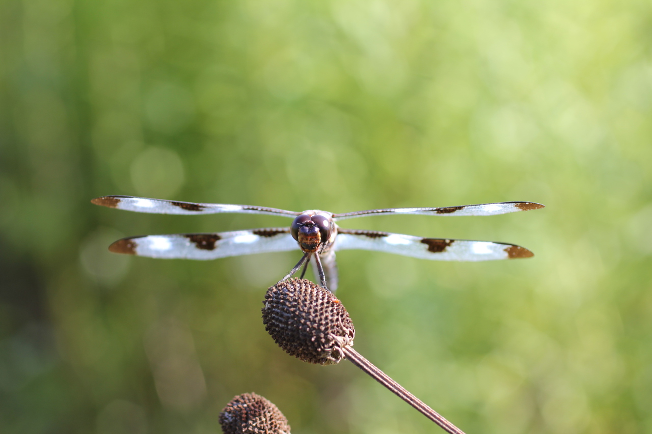 Male 12-Spotted Skimmer Dragonfly Face
