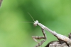 Praying mantis taken with macro lens