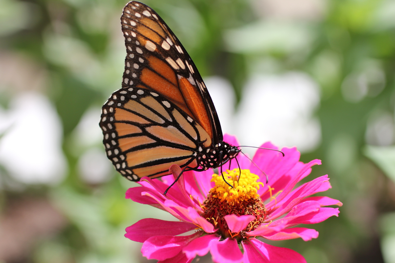 Digital Photography - Monarch Butterfly on Zinnia Flower