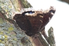 Mourning cloak butterfly taken with telephoto lens