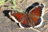 Mourning cloak butterfly sunning taken with telephoto lens