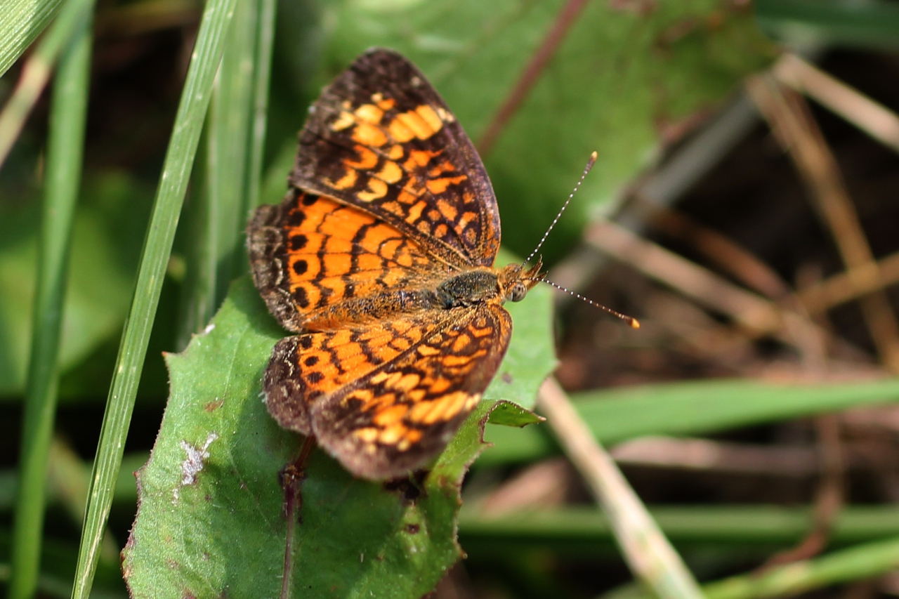 Another Northern-Crescent-Butterfly