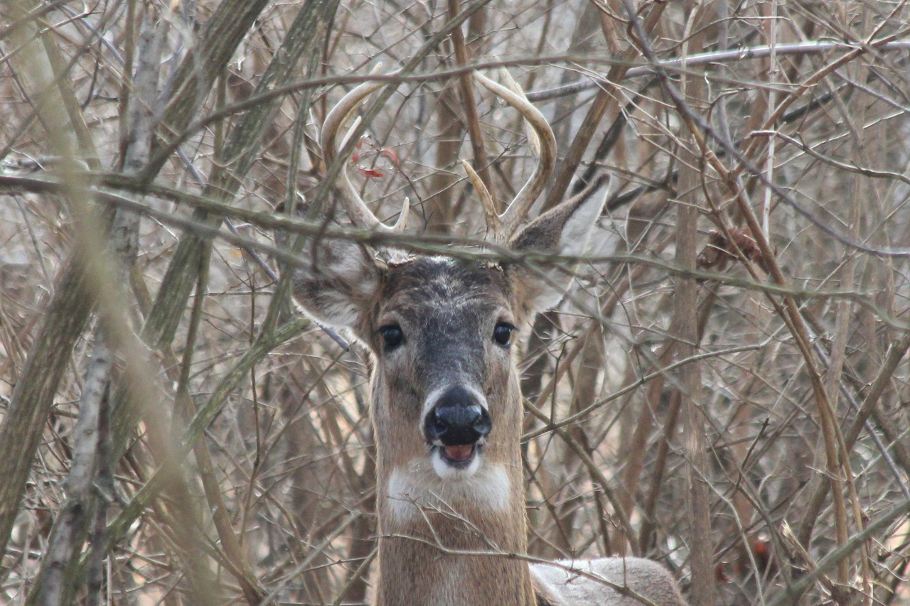 Open Mouthed Buck