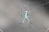 Orchard spider taken with macro lens
