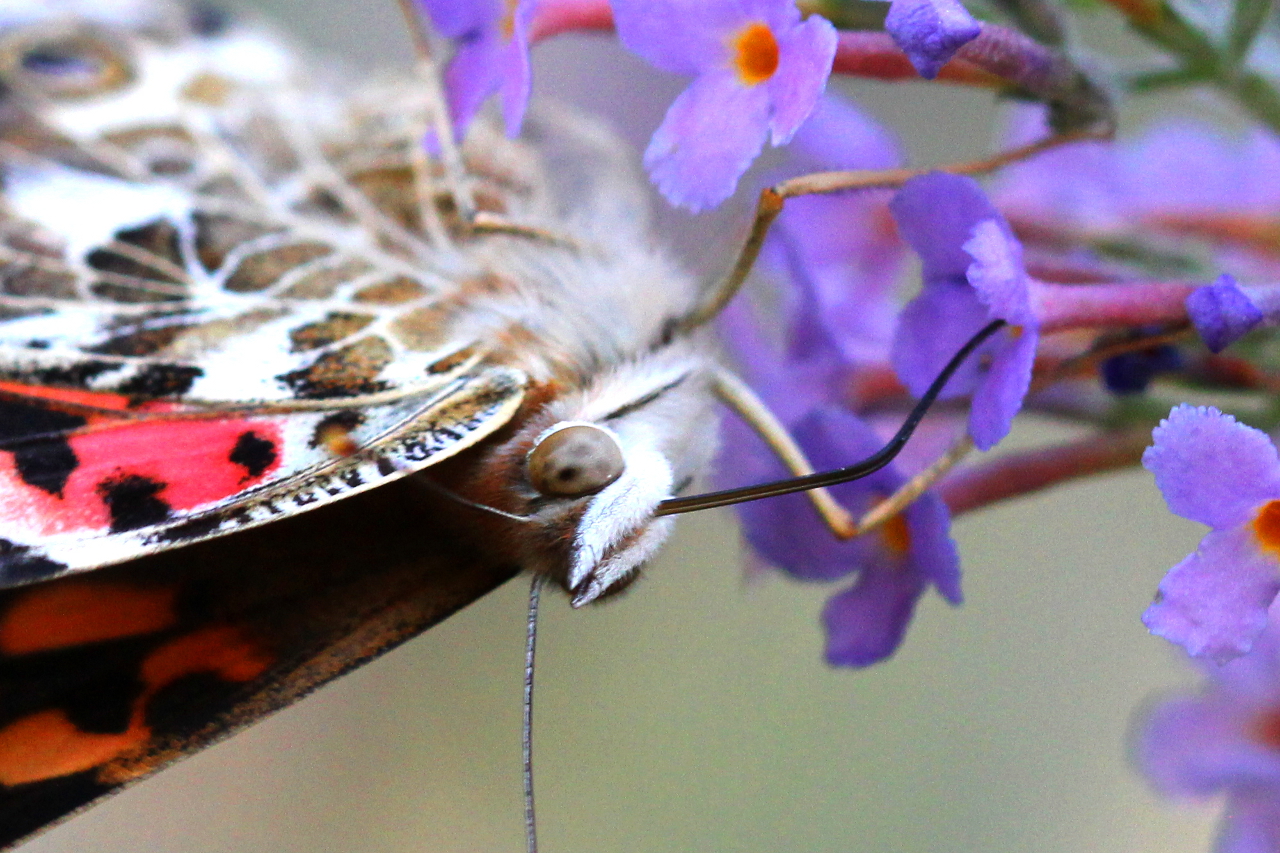 Face of a Painted Lady Butterfly