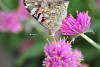 Painted lady butterfly taken with macro lens