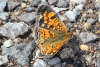 Pearl crescent butterfly taken with telephoto lens