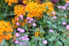 Ping soapwort and orange Siberian wallflower taken with macro lens